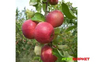 Яблоня Жигулевское (полукарлик, ЗКС, С3) Садовита