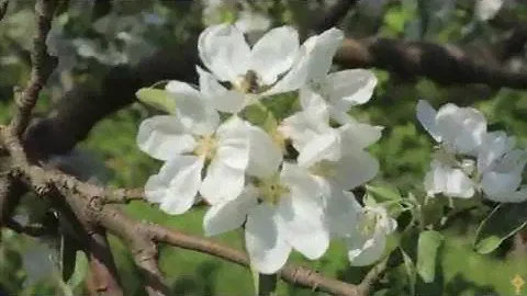 Цветущие сады Валаама