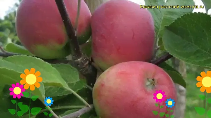 Яблоня Красное раннее. Краткий обзор, описание характеристик malus domestica Krasnoe Rannee