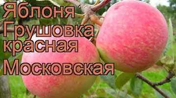 Яблоня обыкновенная Грушовка красная Московская 🌿 обзор: как сажать, саженцы яблони