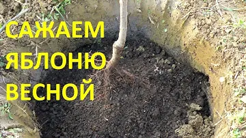 как посадить яблоню / посадка яблони весной