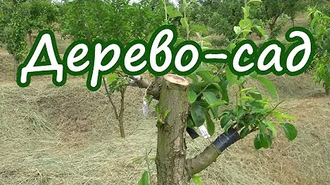 Многосортовые прививки на одном дереве груши / Дерево-сад /Июнь 2023г.