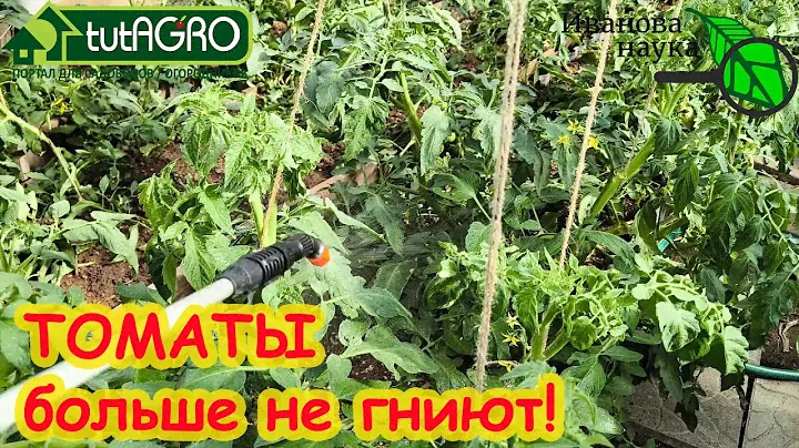 ВЕРШИННОЙ ГНИЛИ НА ТОМАТАХ НЕ БУДЕТ! От скрученных листьев и больных плодов - одно средство.